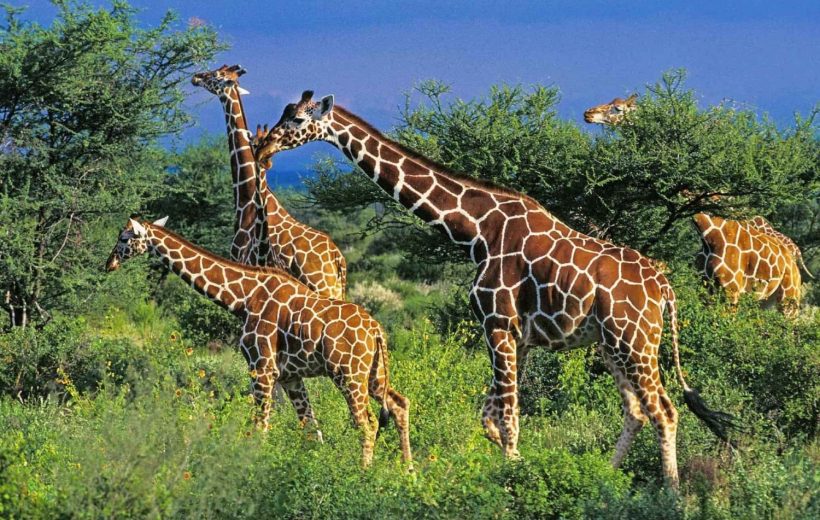 8 Days Honeymoon Safari In Tanzania