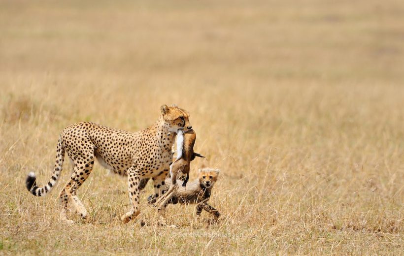 4 Days Tanzania Migration Safari Experiences