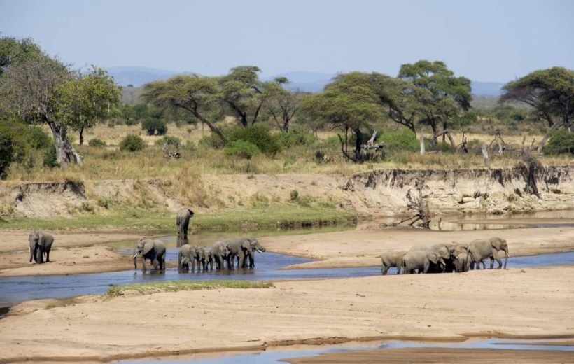 4 Days southern Tanzania safari Holidays