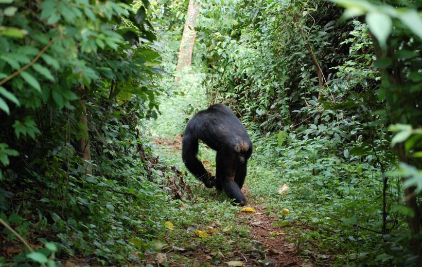 3 Days Gombe Stream National Park Tour