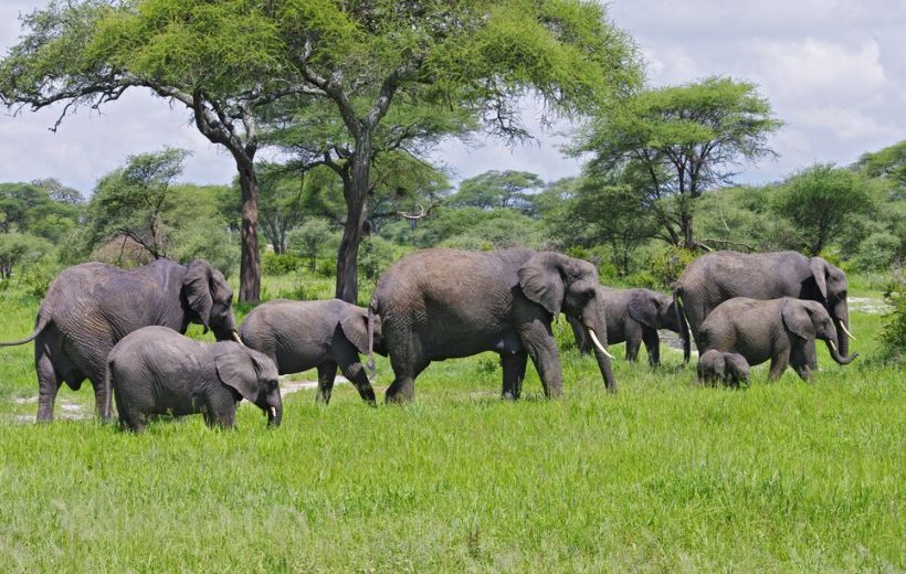 Tarangire National Park Day Trip