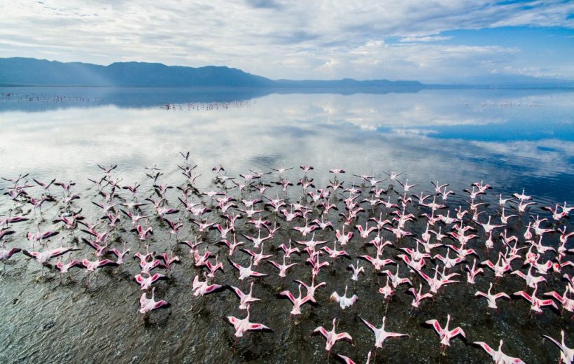 Lake Manyara National Park Day Trip